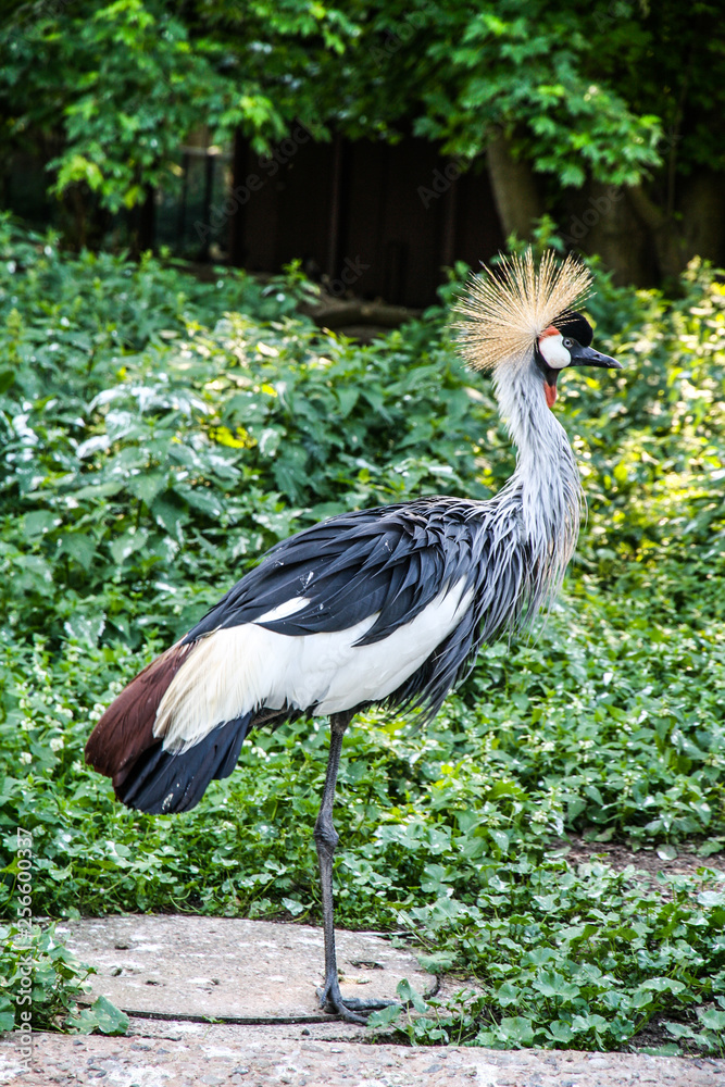 Fototapeta premium Crowned Crane