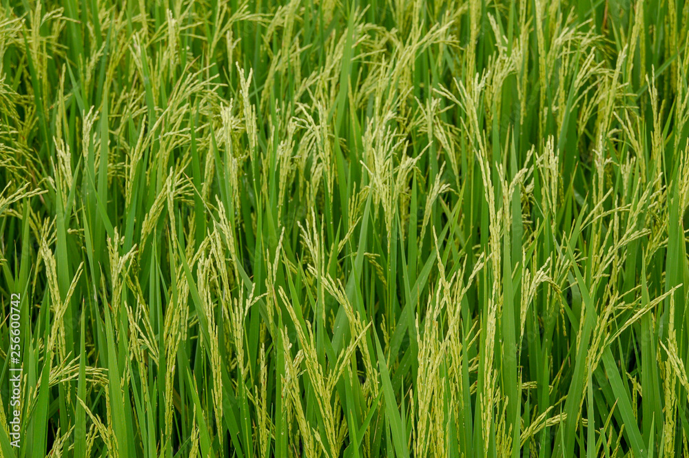 Local rice farm in country side Thailand with green leaf and meadow full of rice background. Abstract of freedom, faraway and peace Local rice farm in country side Thailand with green leaf and meadow full of rice background. Abstract of freedom, faraway and peace