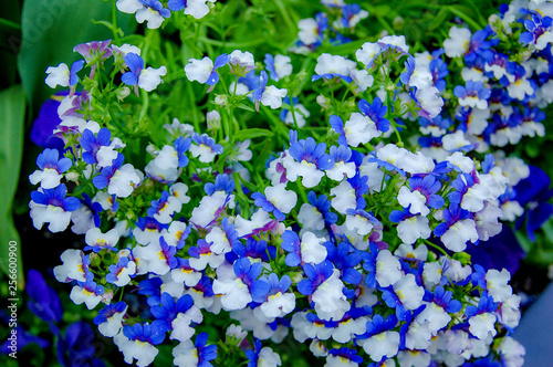 Closeup to blossom flowers with colorful of colour 