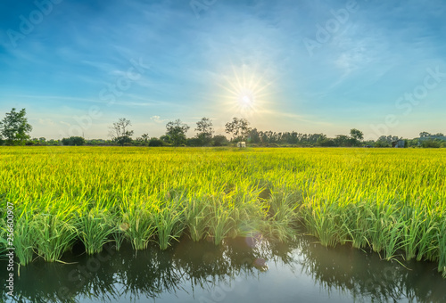 Ripe sunlit rice fields promise a bumper crop for farmers © huythoai