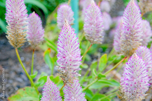 Closeup to blossom flowers with colorful of colour 