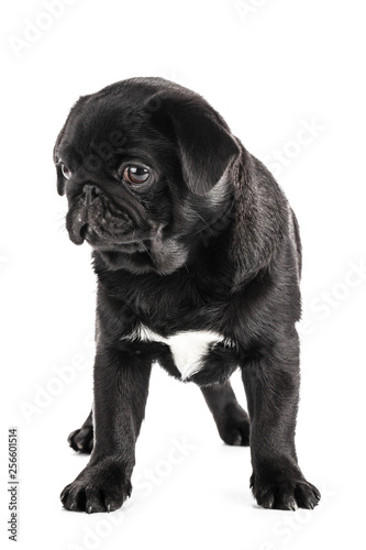 Pug dog isolated on a white background