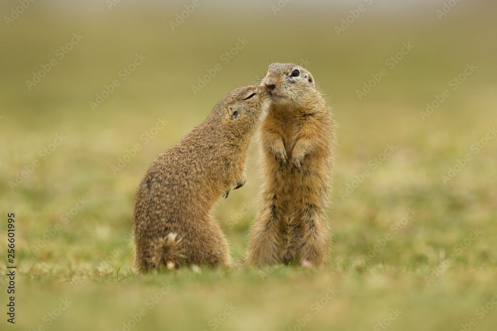 Fototapeta premium European ground squirrel couple kissing