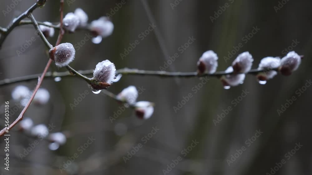 Spring willow blossomed. snow with rain in march. Spring willow blossomed. snow with rain in march.