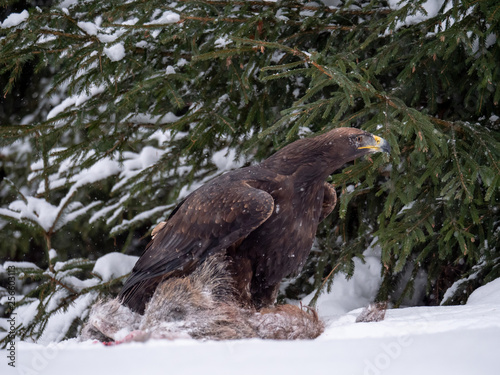 Golden eagle  Aquila chrysaetos  in the forest during snowfall rips pieces of meat from frozen racoon carcass. Golden eagle on snow.