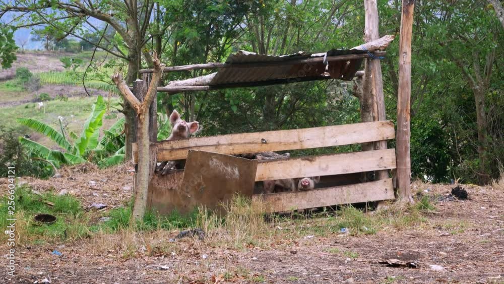 Two happy figs in a pig-stall in rural Ecuador Two happy figs in a pig-stall in rural Ecuador