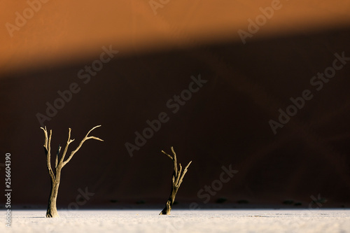 Deadvlei tree in last light, Sossusvlei, Namibia. photo