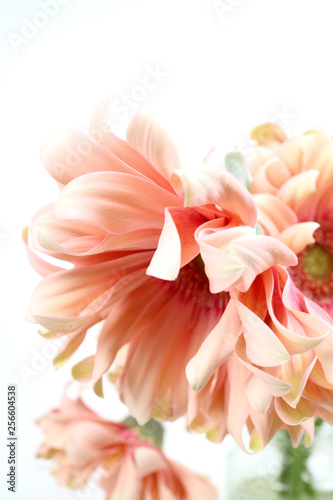Fototapeta Naklejka Na Ścianę i Meble -  아름다운 봄 꽃들, 활짝핀 아름다운 꽃 ,꽃 오브젝트