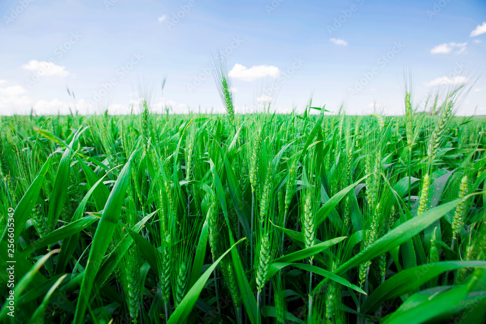 Obraz premium Photo green wheat ears against the blue sky with a bright summer sun. Photo close-up from bottom.