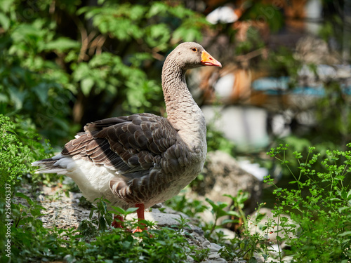 The wild greylag goose in the pond.