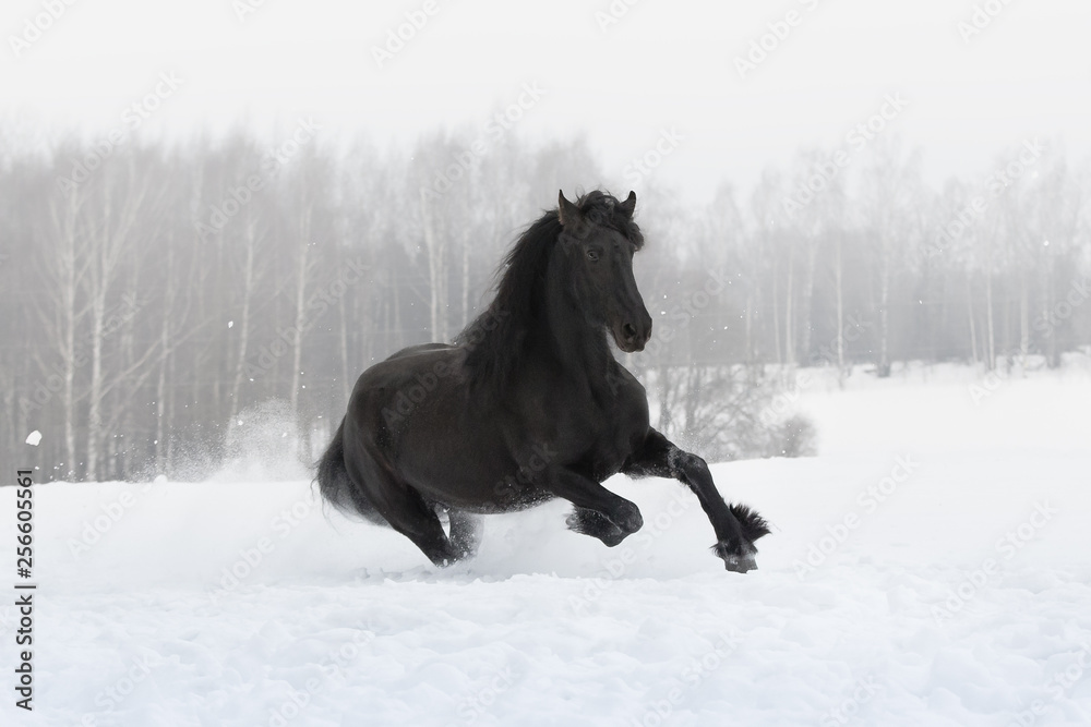 Black friesian horse with the mane flutters on wind running gallop on the snow-covered field in the winter background