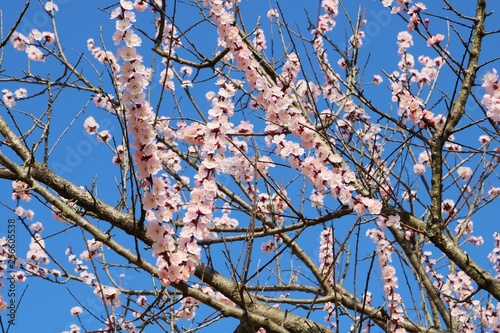 梅の花 満開 みかも 栃木