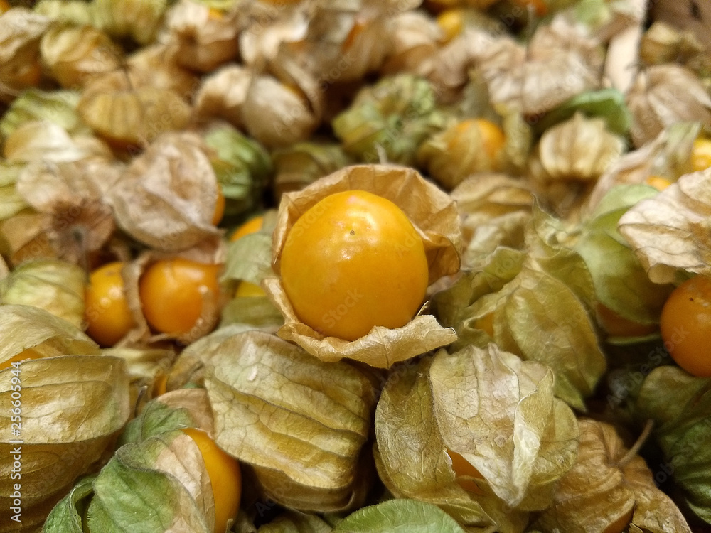 Group Gooseberry from the top view, choose focus Group Gooseberry from the top view, choose focus