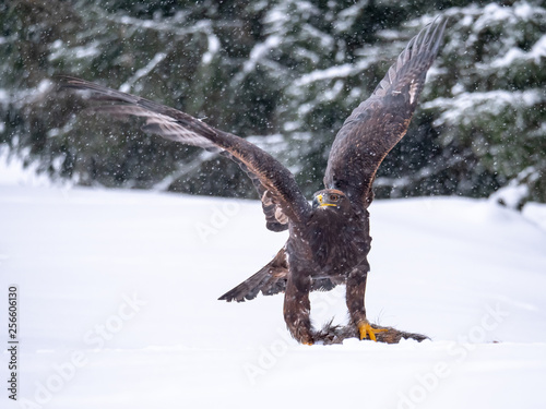 Golden eagle (Aquila chrysaetos) in the forest during snowfall rips pieces of meat from frozen racoon carcass. Golden eagle on snow.