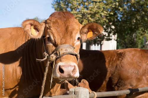 Typical Limousin cows at market photo