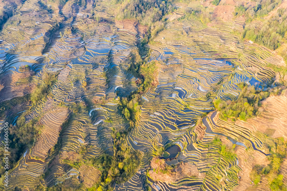 beautiful terraced field landscape