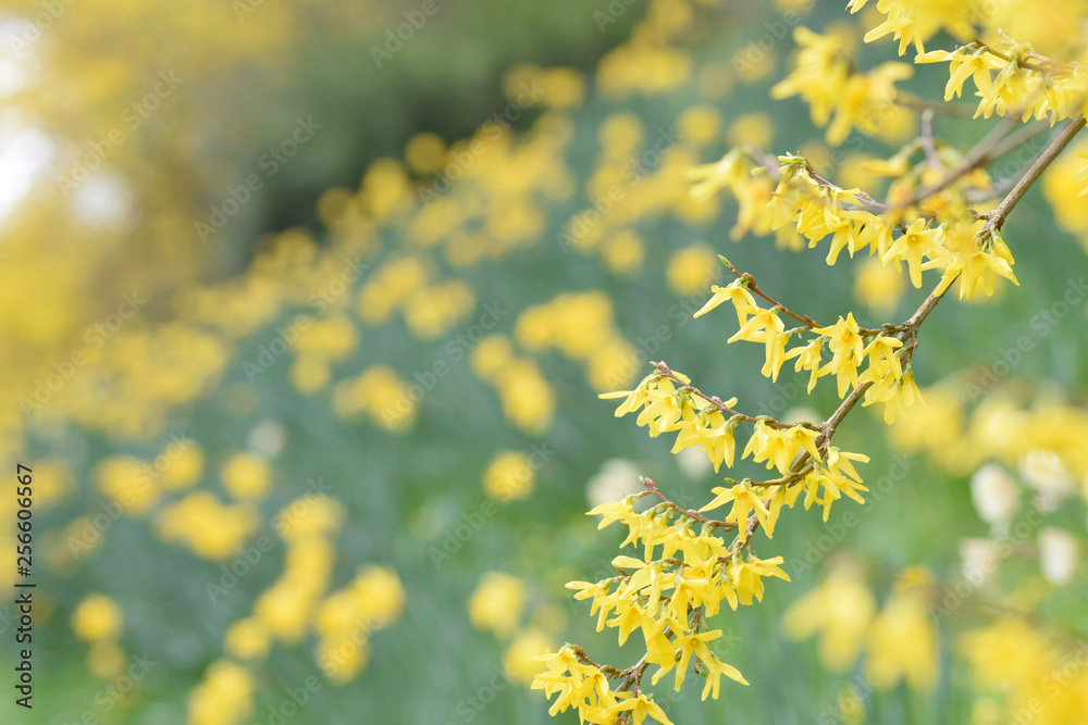 Obraz premium Spring blossom and daffodils