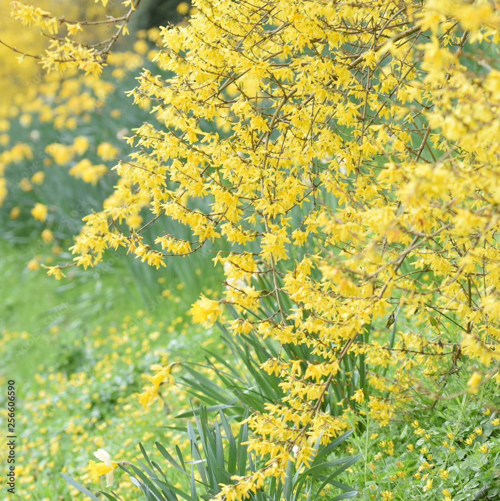 Fototapeta premium Spring blossom and daffodils