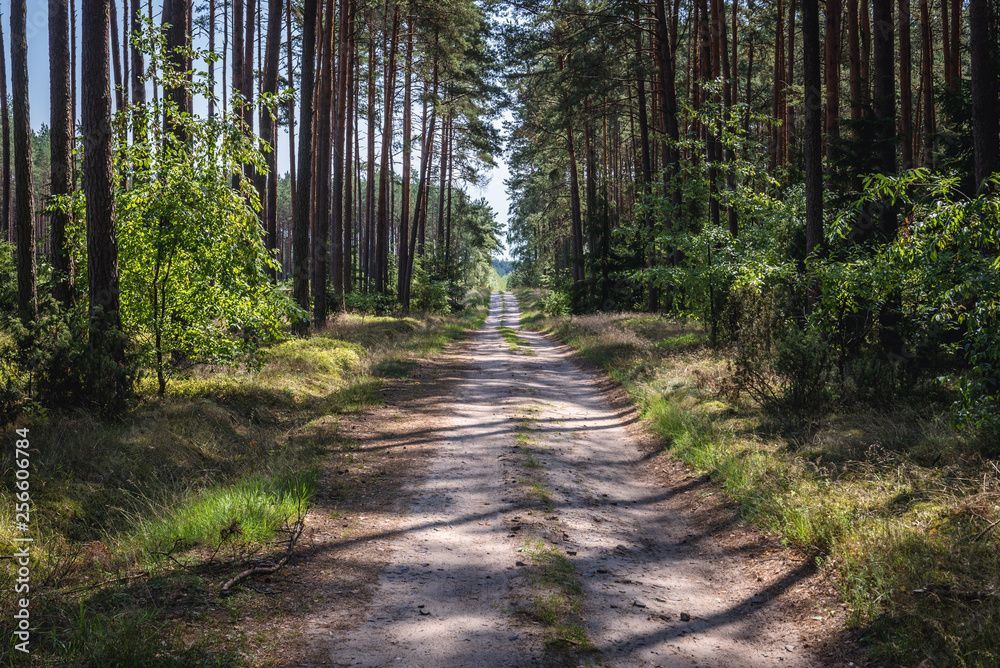 Forest road in Tuchola Pinewoods in Kujawy-Pomerania Province of Poland Forest road in Tuchola Pinewoods in Kujawy-Pomerania Province of Poland