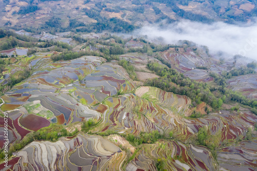 terraced field landscape and clouds fog in moring