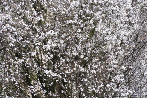 Fototapeta Naklejka Na Ścianę i Meble -  Weisse Kirschblüten auf  Baumzweigen