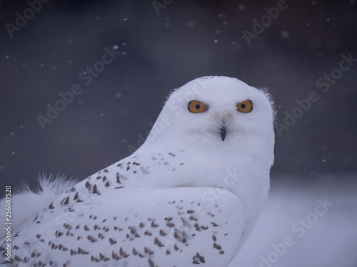 Snowy owl (Bubo scandiacus) on snowy ground. Snowy owl portrait. Snowy owl closeup photo. © Peter