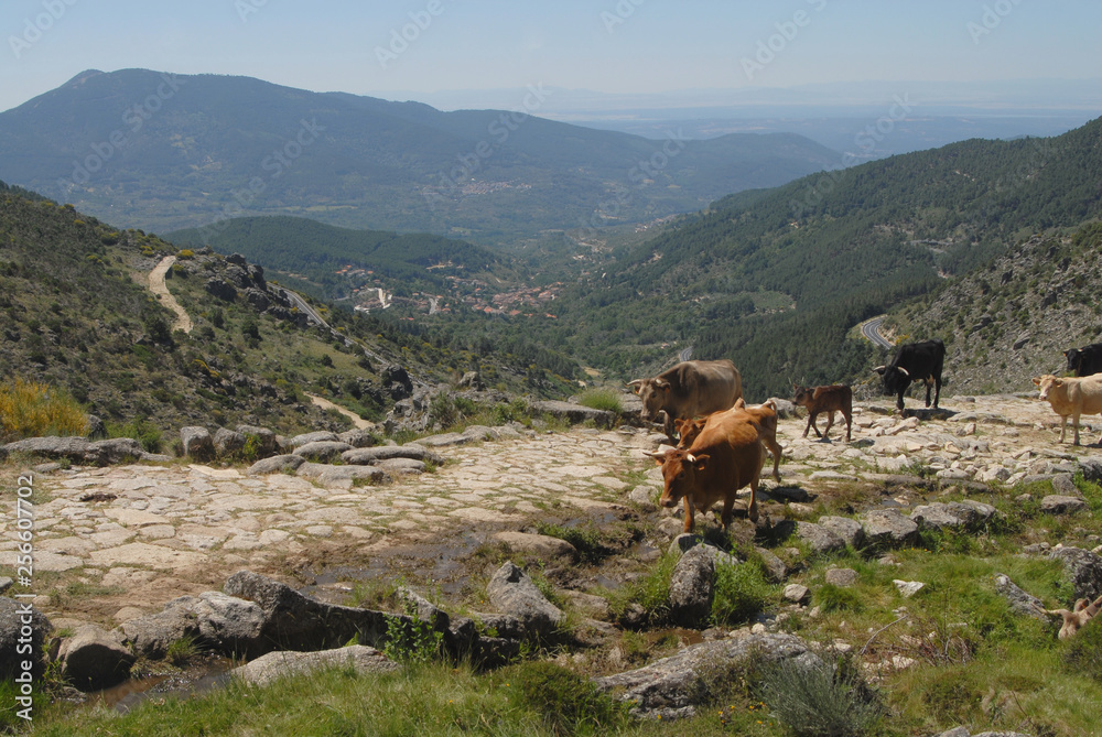 Fototapeta premium Trashumancia en la sierra de Gredos. Avila.España