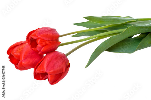Red tulip flowers bouquet. Easter or Valentine's day greeting card. With space for your greetings
