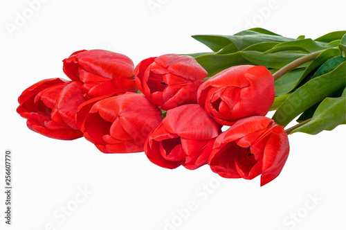  Spring empty template for seasonal festive design, posters, greetings, cards.  Red tulips flowers on a white background with space for text