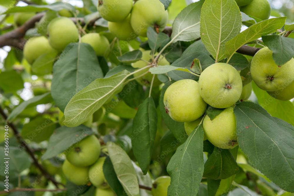 Branches of apple tree with fruits in the orchard. Branches of apple tree with fruits in the orchard.
