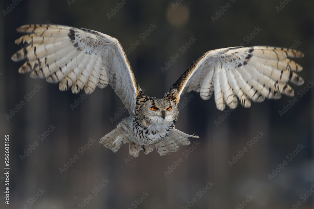 Obraz premium Eurasian eagle-owl flying