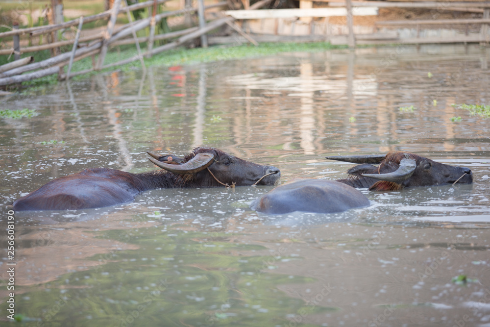 Fototapeta premium buffalo in water