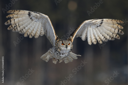 Eurasian eagle-owl flying