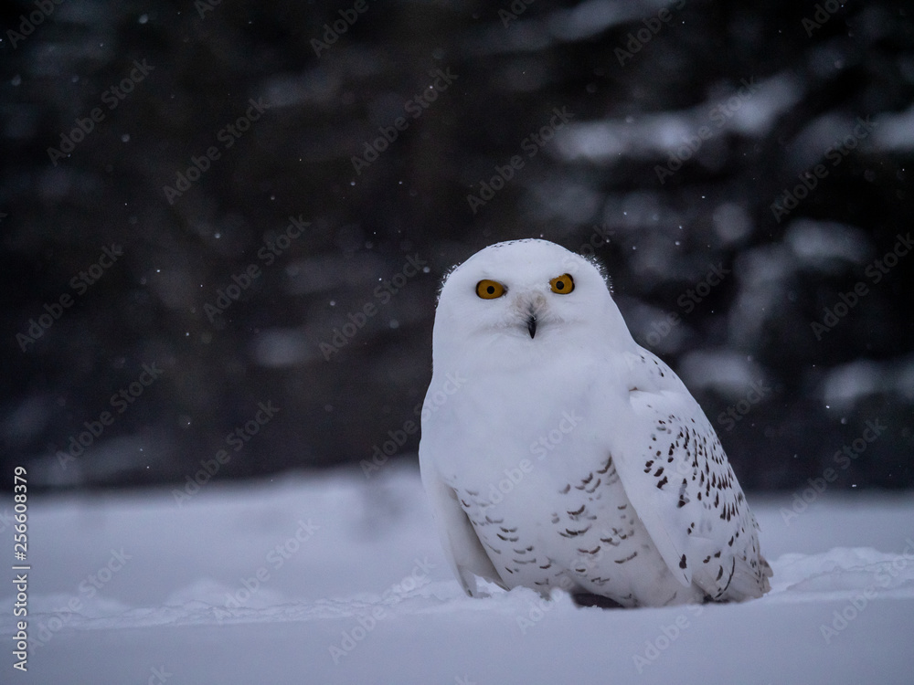 Fototapeta premium Snowy owl (Bubo scandiacus) on snowy ground. Snowy owl portrait. Snowy owl closeup photo.