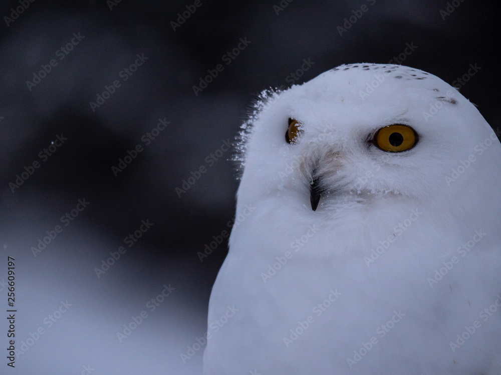 Obraz premium Snowy owl (Bubo scandiacus) on snowy ground. Snowy owl portrait. Snowy owl closeup photo.