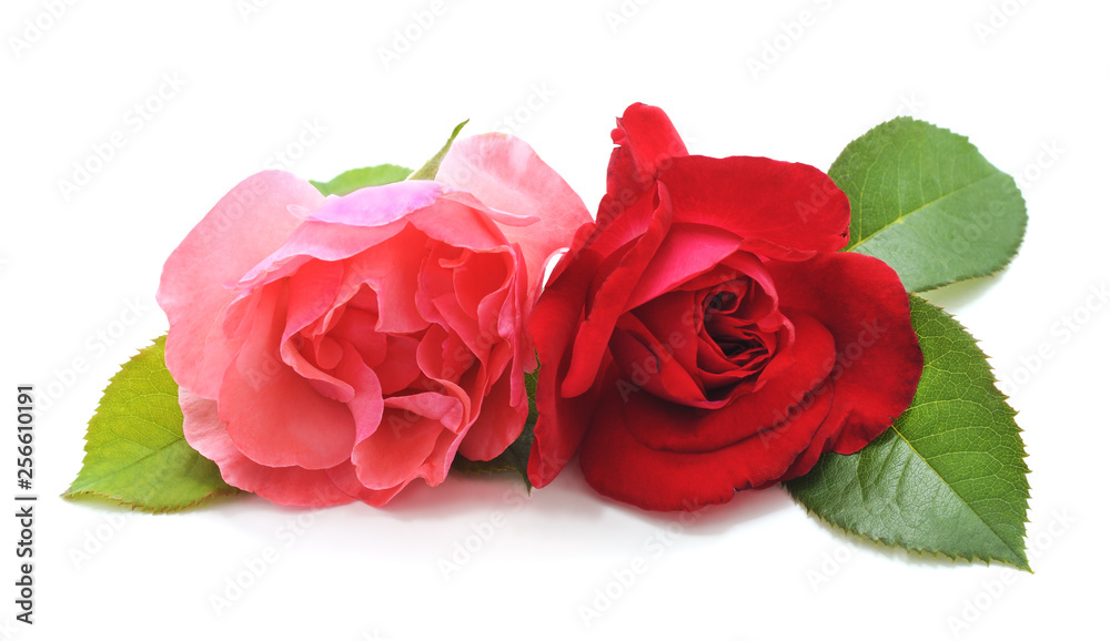 Beautiful pink and red roses. Beautiful pink and red roses.