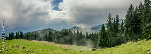 Epic mountain scenery with blue sky and pine trees and mist. Rising fog in the beautiful scenery