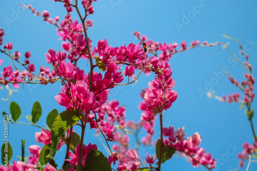 Beautiful flowering pink Coral Vine with blue sky