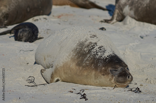 Southern Elephant Seals (Mirounga leonina) on a sandy beach on Sealion Island in the Falkland Islands.