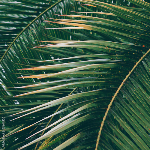 palm tree leaves texture