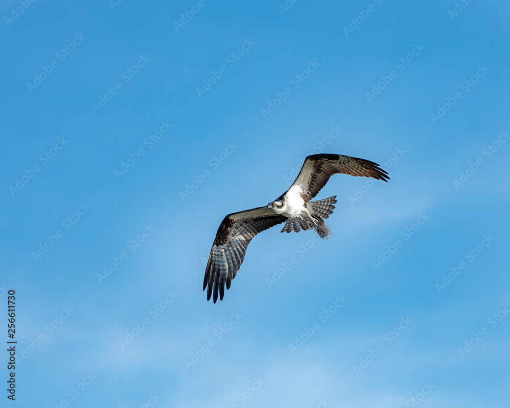 Female osprey flying with nesting material Female osprey flying with nesting material