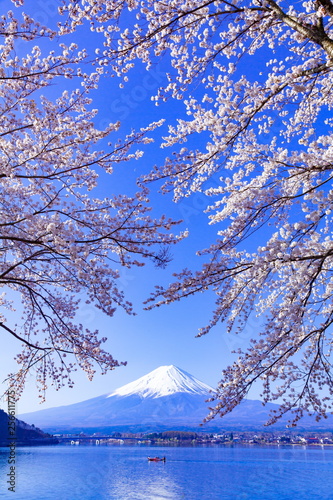 富士山と満開の桜、山梨県河口湖にて