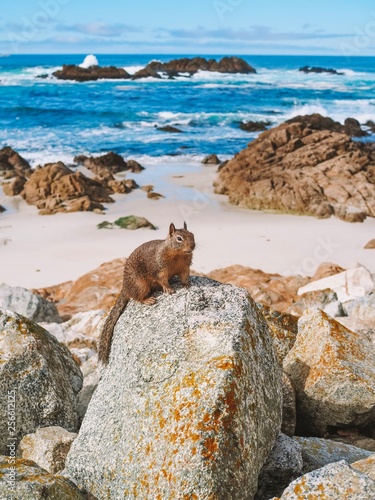 Squirrel with a View. Squirrel sitting on a rock overlooking the ocean along the California coast near San Francisco