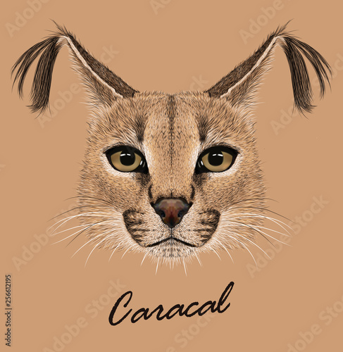 Caracal animal face. Vector African lynx cat head portrait. Realistic fur portrait of exotic caracal medium-sized cat isolated on beige background. © ant_art19