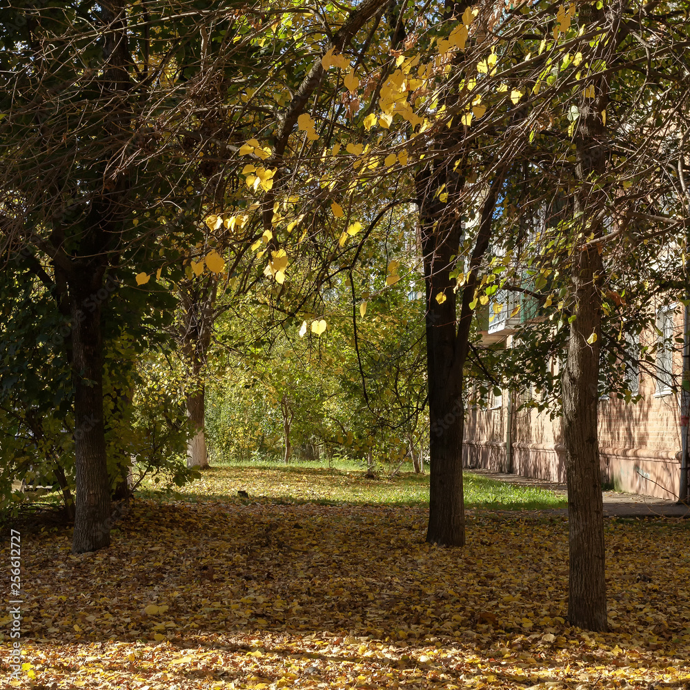 Naklejka premium Autumn in city tree and flowers in sunny day.