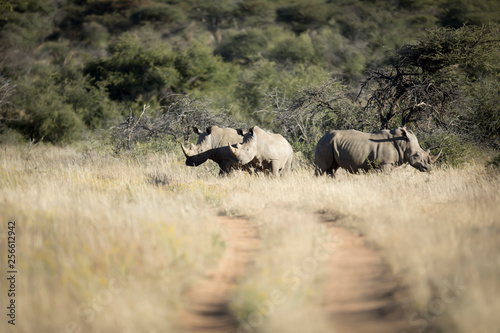 Rhino in veld