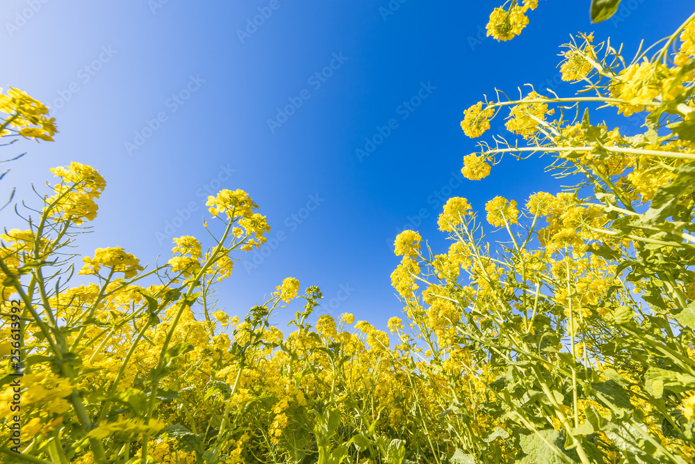 菜の花と青空 菜の花と青空