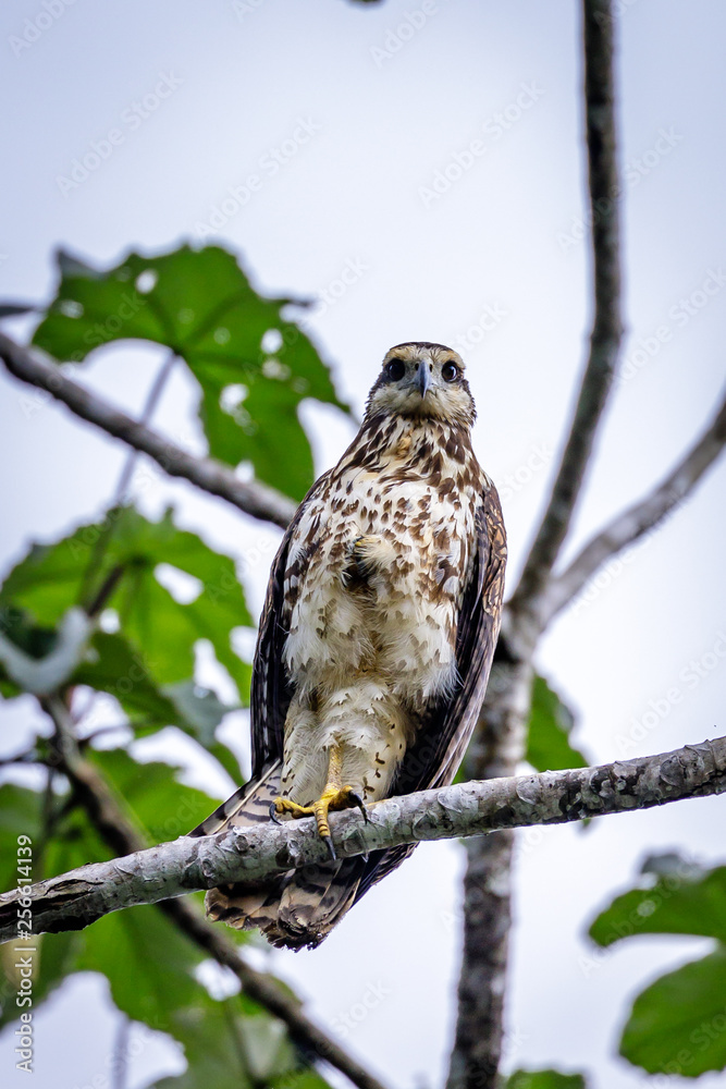 Birds of prey in the jungle of Surinam Birds of prey in the jungle of Surinam