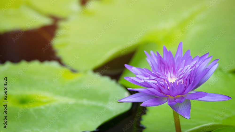 Beautiful purple water lily blooming on water surface and green leaves toned, purity nature background, aquatic plant or lotus flower in pond. soft focus. Beautiful purple water lily blooming on water surface and green leaves toned, purity nature background, aquatic plant or lotus flower in pond. soft focus.