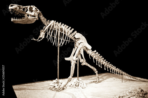 Fototapeta Naklejka Na Ścianę i Meble -  Dinosaur Taubosaurus Bataar